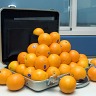 Briefcase Of Oranges